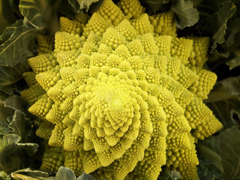 Fractal Art